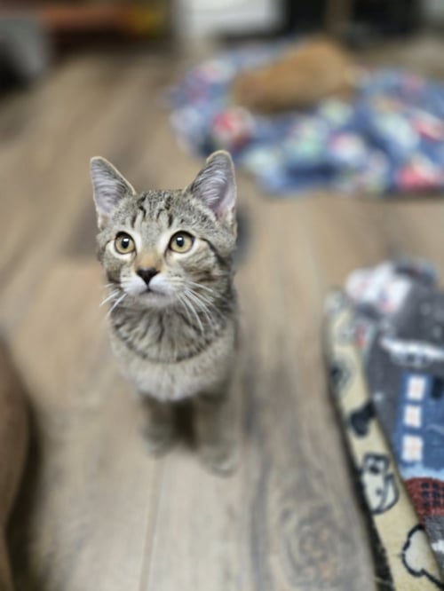 GOOSE - Domestic Short Hair available for adoption