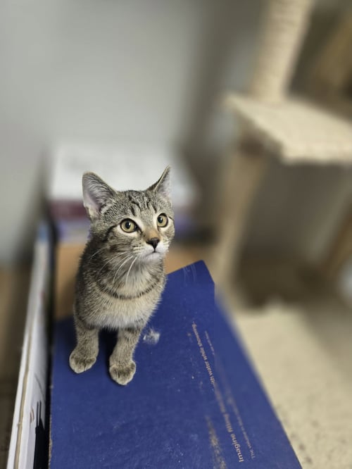 GOOSE - Domestic Short Hair available for adoption