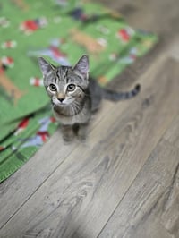 Goose - Photo 3