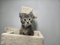 Goose - Photo 5