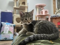 Goose - Photo 7