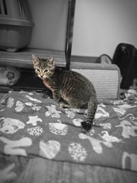 Goose - Photo 8
