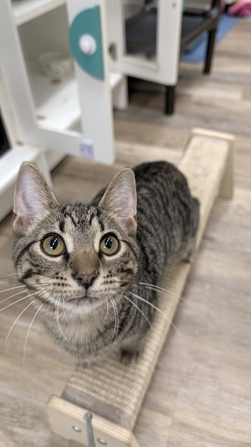 FIFA - Tabby for adoption in Columbus