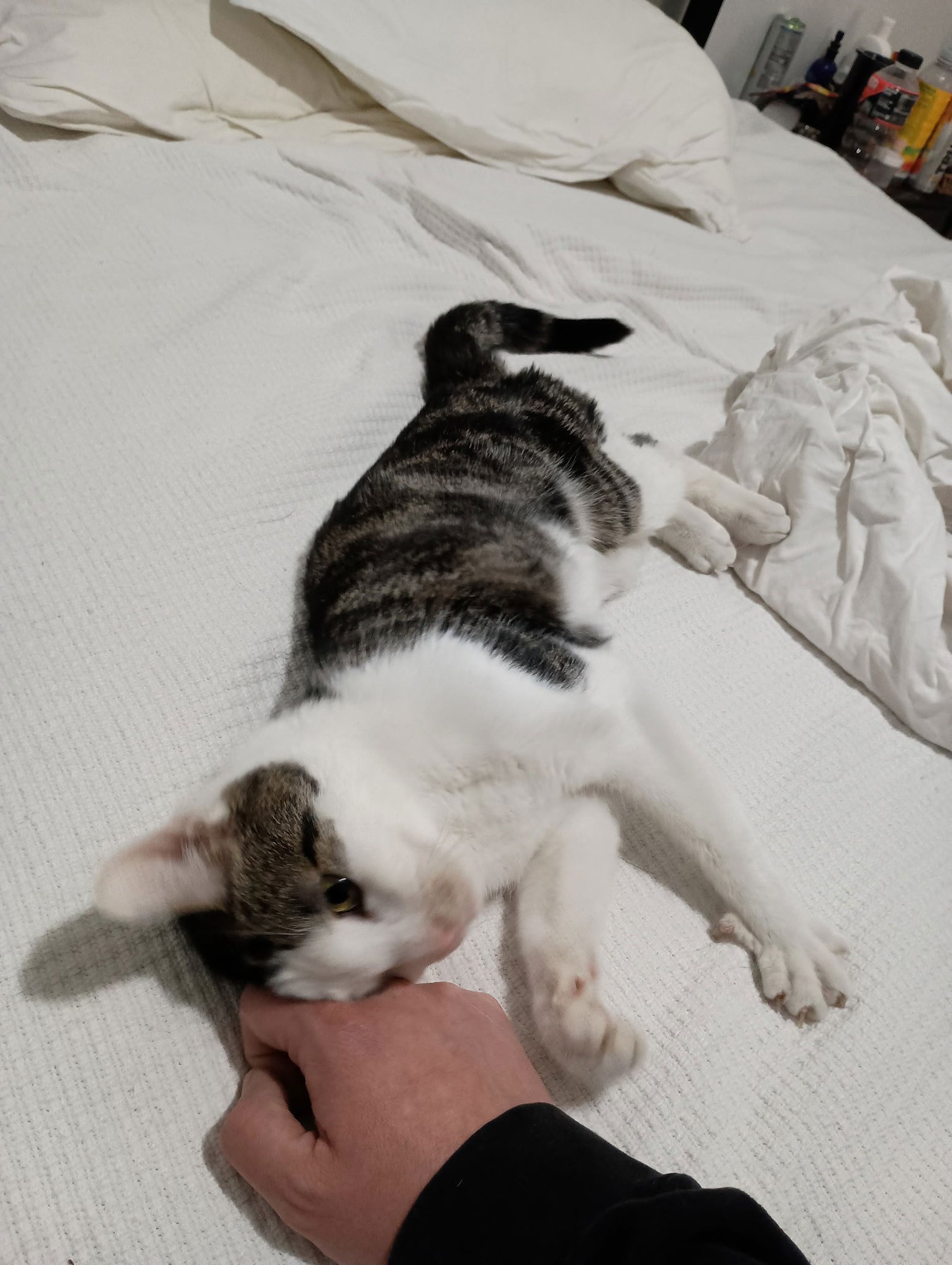 LOUIE - Domestic Short Hair available for adoption