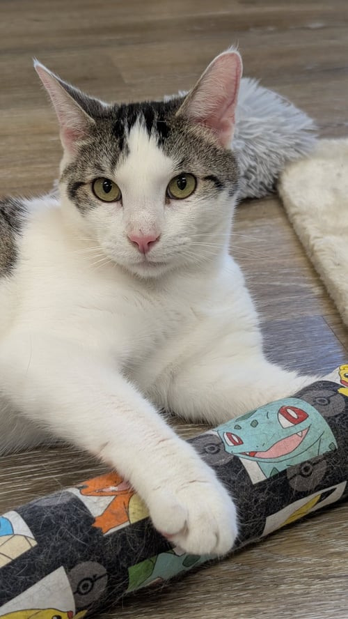 LOUIE - Domestic Short Hair for adoption in Columbus