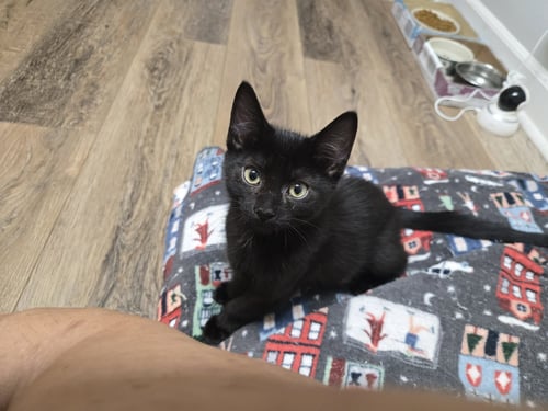 LOKI - Domestic Short Hair available for adoption