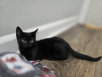 Loki - Photo 2
