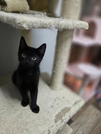 Loki - Photo 3