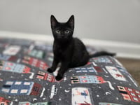 Loki - Photo 4
