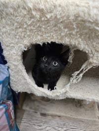 Loki - Photo 5