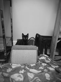 Loki - Photo 6