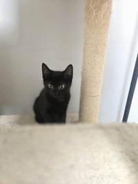 Loki - Photo 7
