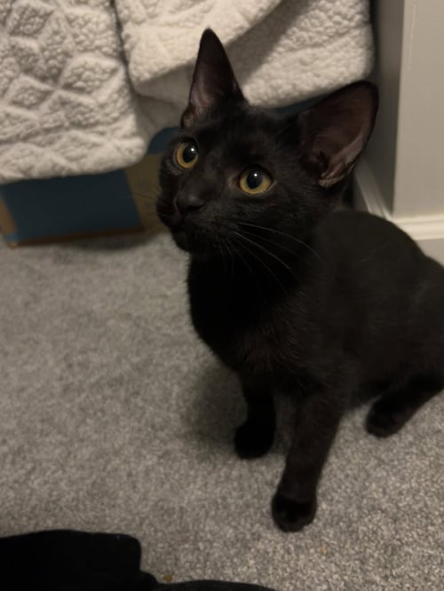 MAISHA - Domestic Short Hair available for adoption