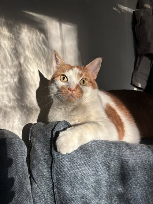 BAKER - Domestic Short Hair for adoption in Columbus
