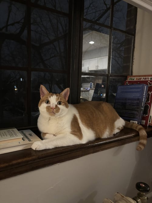 BAKER - Domestic Short Hair available for adoption