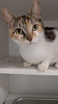 Lorelai - Photo 4