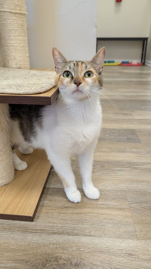 LORELAI - Calico for adoption in Columbus