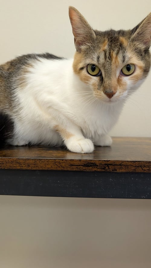 LORELAI - Calico available for adoption