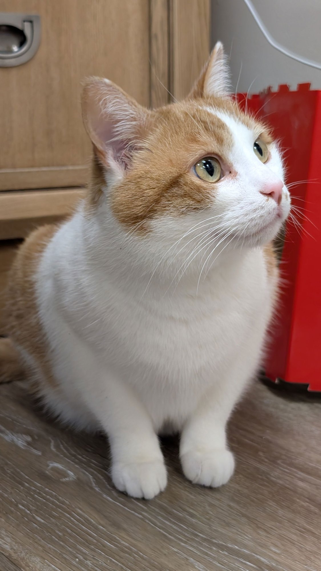 GOHAN - Domestic Short Hair available for adoption