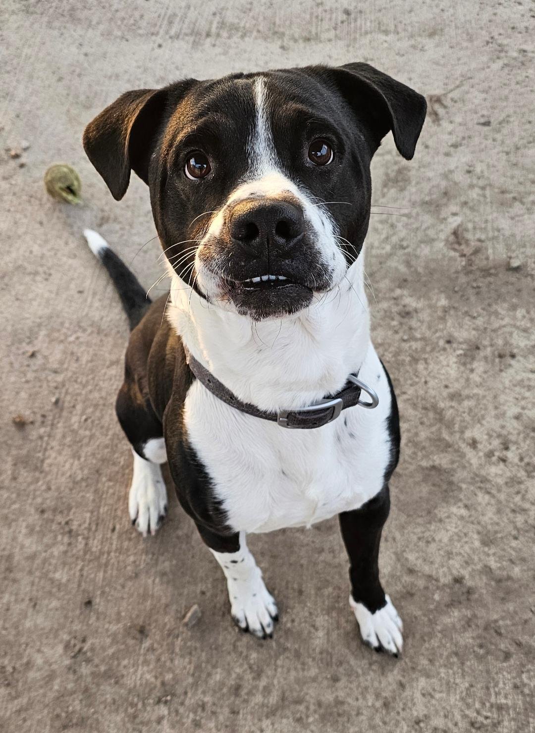 FRITZ - Pit Bull Terrier / Hound available for adoption