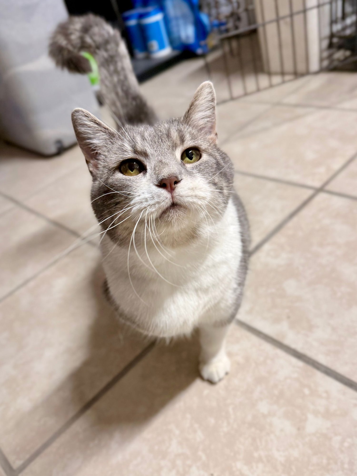 PETUNIA - Domestic Short Hair available for adoption