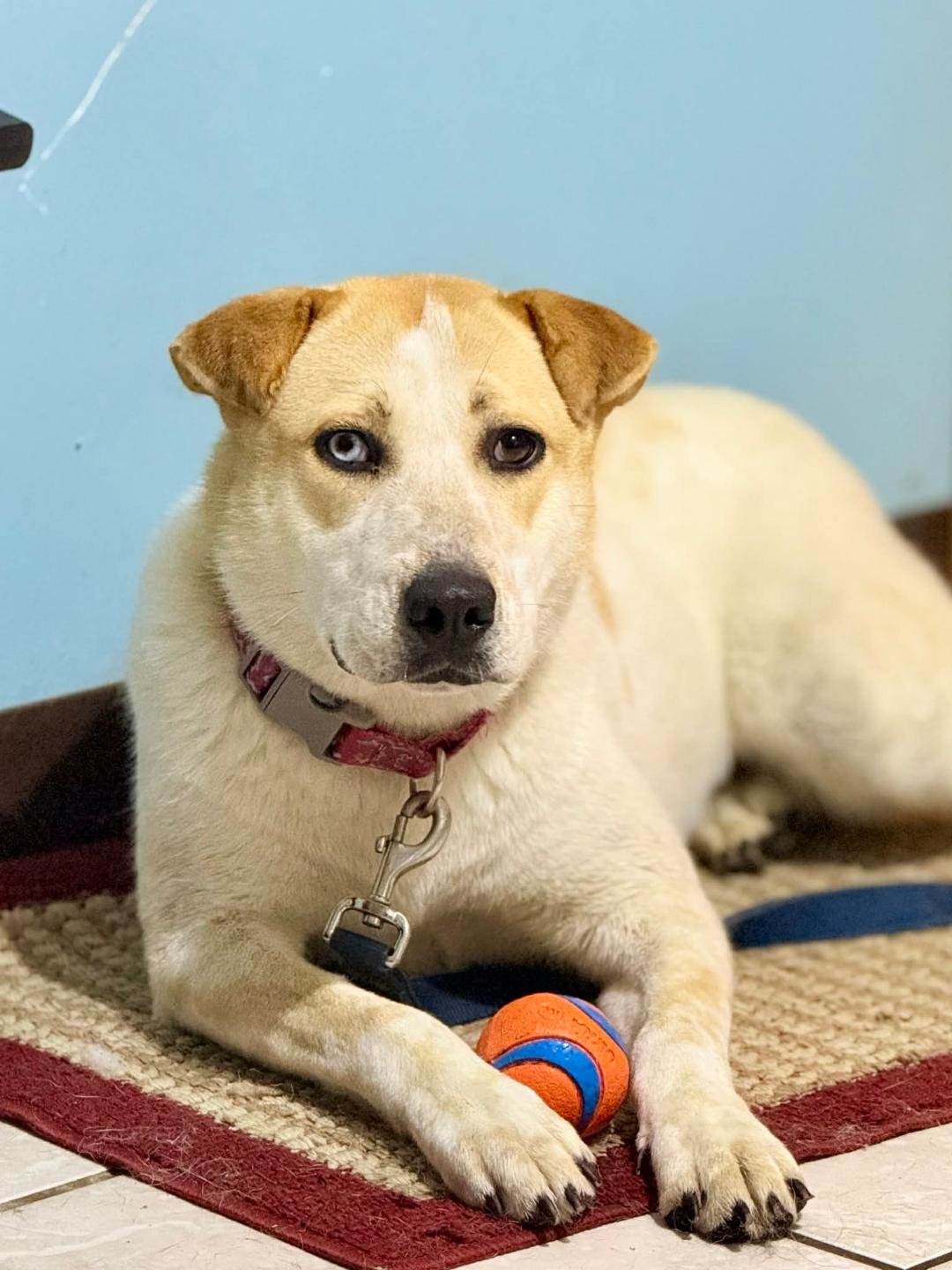 MANGO - Red Heeler / Husky available for adoption