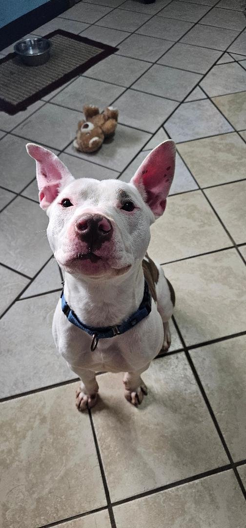 STITCH - American Pit Bull Terrier available for adoption