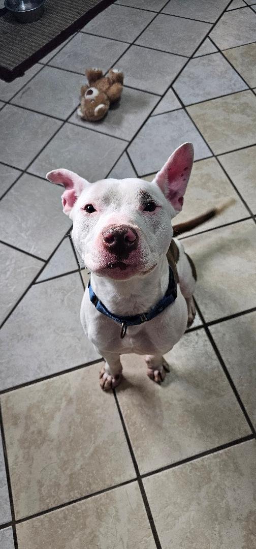 STITCH - American Pit Bull Terrier available for adoption