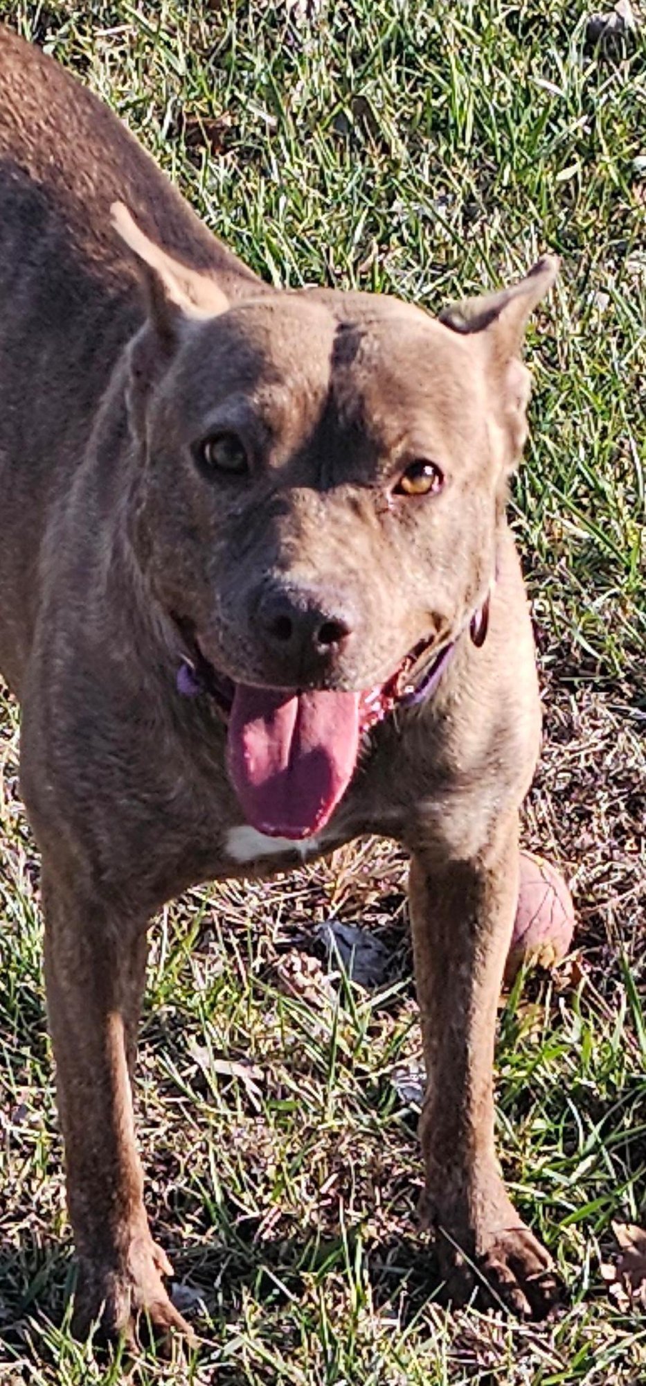 GOOSE - Unknown available for adoption