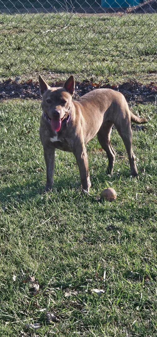GOOSE - Unknown available for adoption
