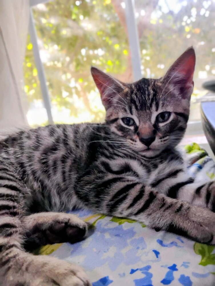 SKEETER - Domestic Short Hair available for adoption