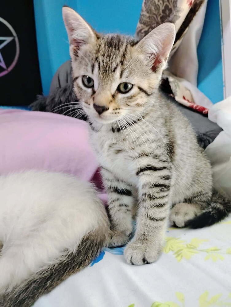 ZAMBONI - Domestic Short Hair available for adoption