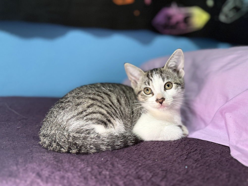 TOONCES - Domestic Short Hair available for adoption