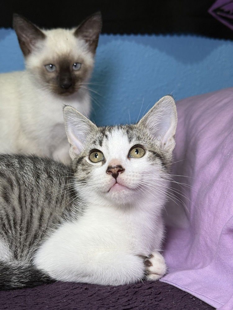 TOONCES - Domestic Short Hair available for adoption