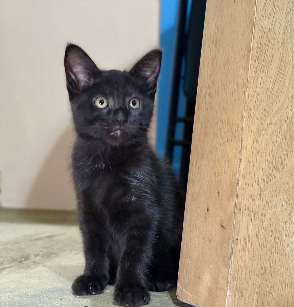 CAPER - Domestic Short Hair available for adoption