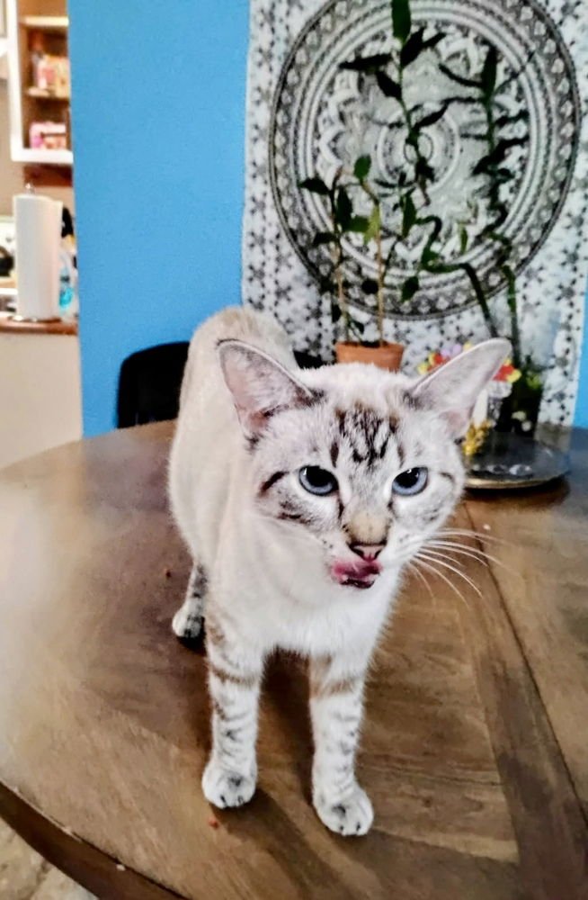 LILIA - Siamese available for adoption