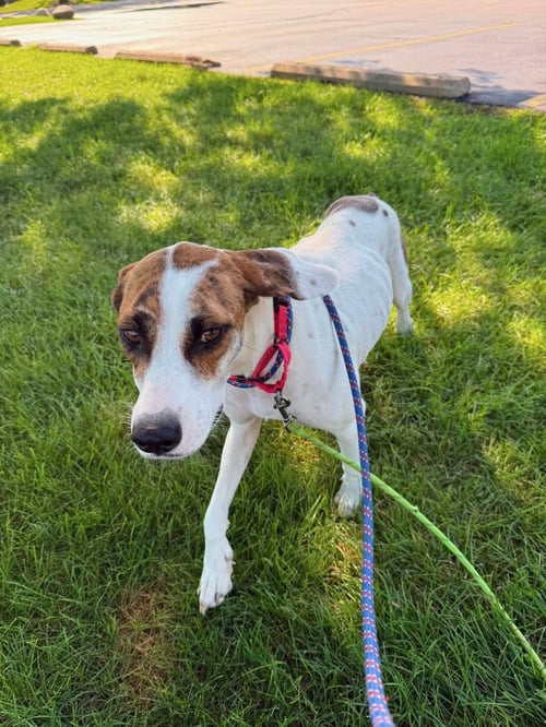 SAVANAH - Hound available for adoption