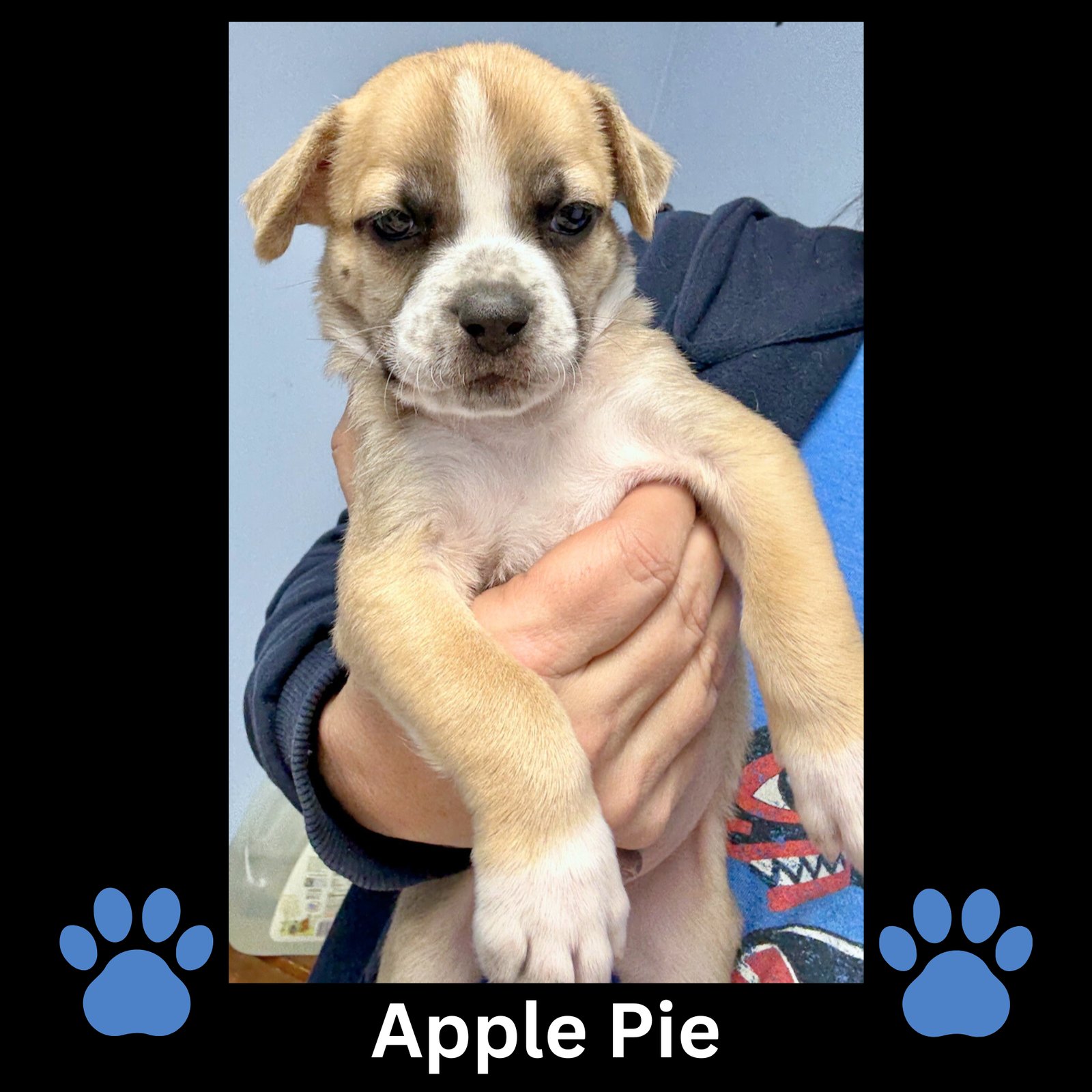APPLE PIE - Boston Terrier / American Pit Bull Terrier available for adoption