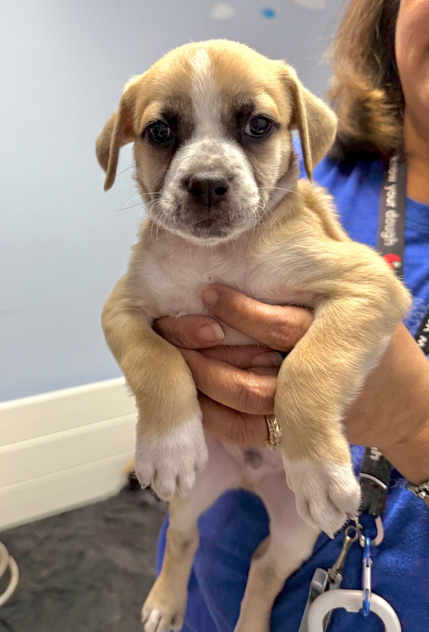 APPLE PIE - Boston Terrier / American Pit Bull Terrier available for adoption