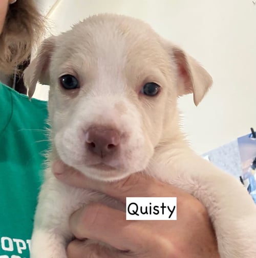 QUISTY