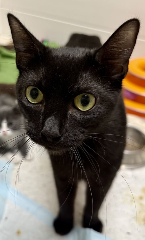 CAT - ALICE - Domestic Short Hair available for adoption