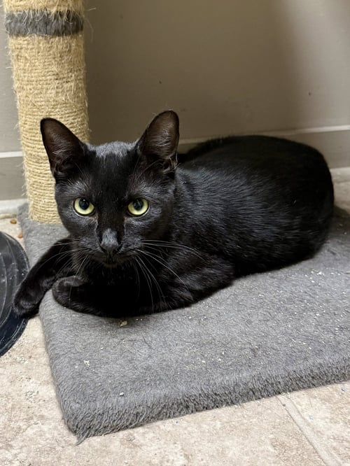 CAT - ALICE - Domestic Short Hair available for adoption