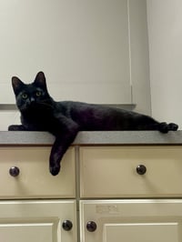 CAT - Alice - Photo 3