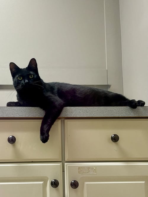 CAT - ALICE - Domestic Short Hair available for adoption