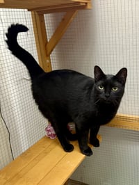 CAT - Alice - Photo 1