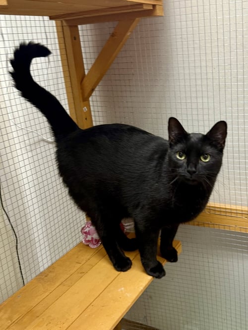 CAT - ALICE - Domestic Short Hair available for adoption
