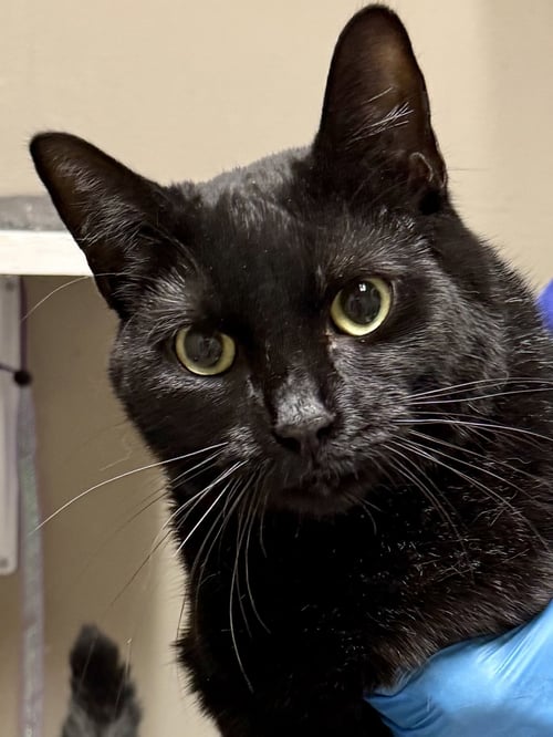 CAT - ALICE - Domestic Short Hair available for adoption