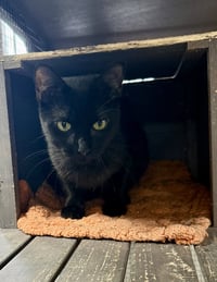 CAT - Alice - Photo 6