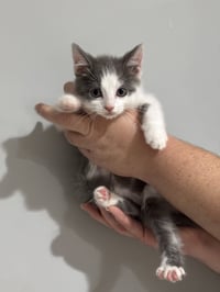 CAT - Nikku - Photo 1