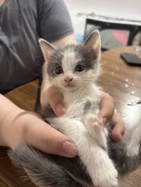 CAT - Nikku - Photo 2